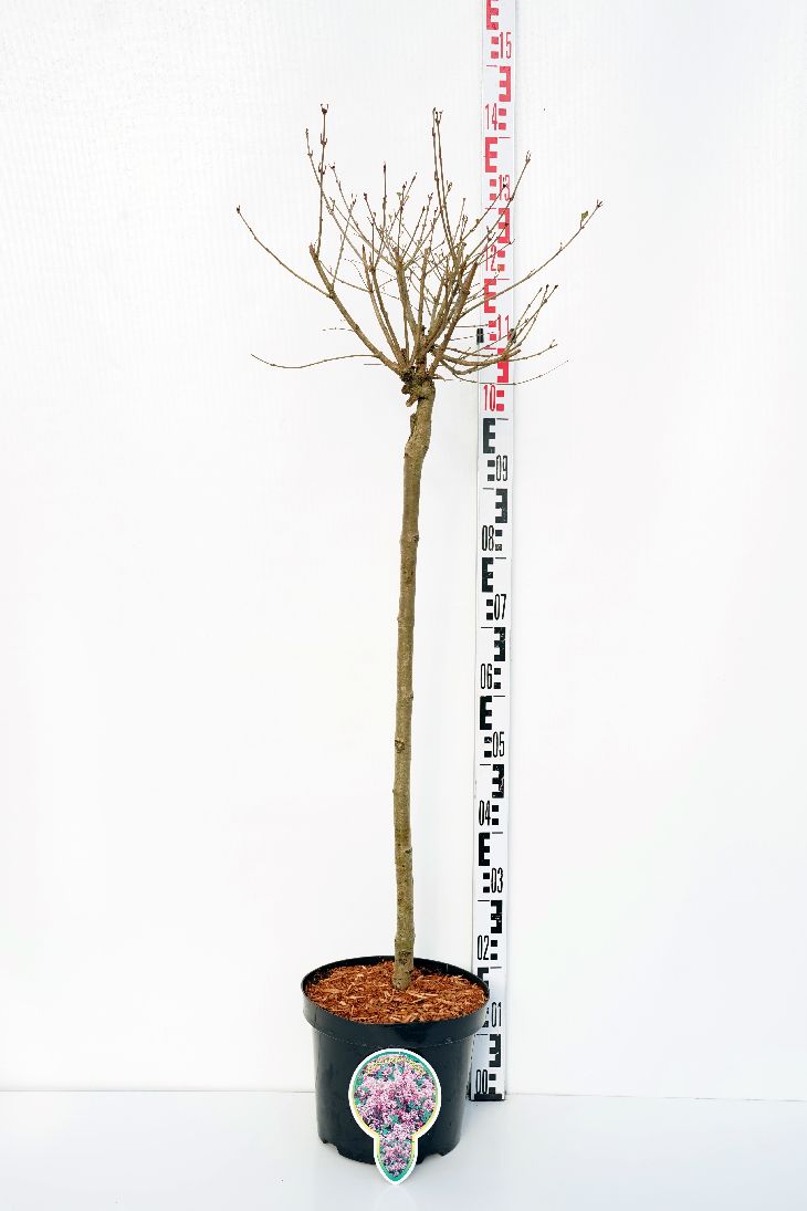 Syringa meyeri &