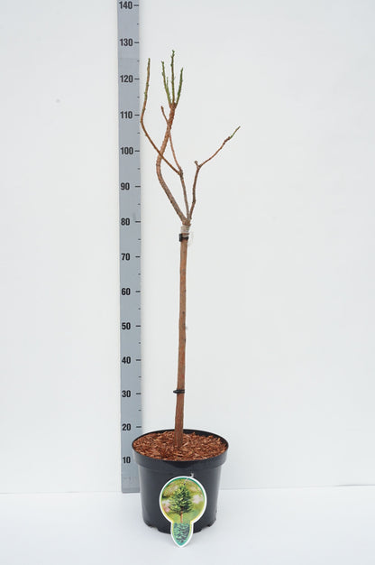 Taxodium distichum &