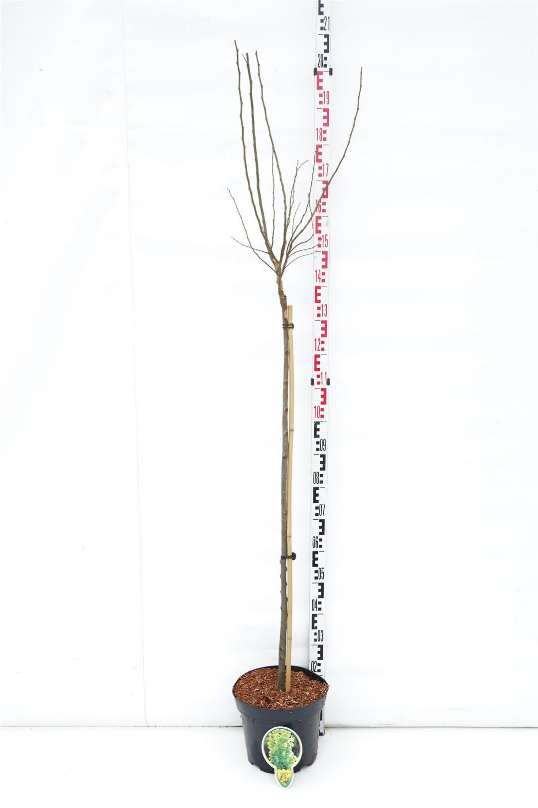 Ulmus holl. &