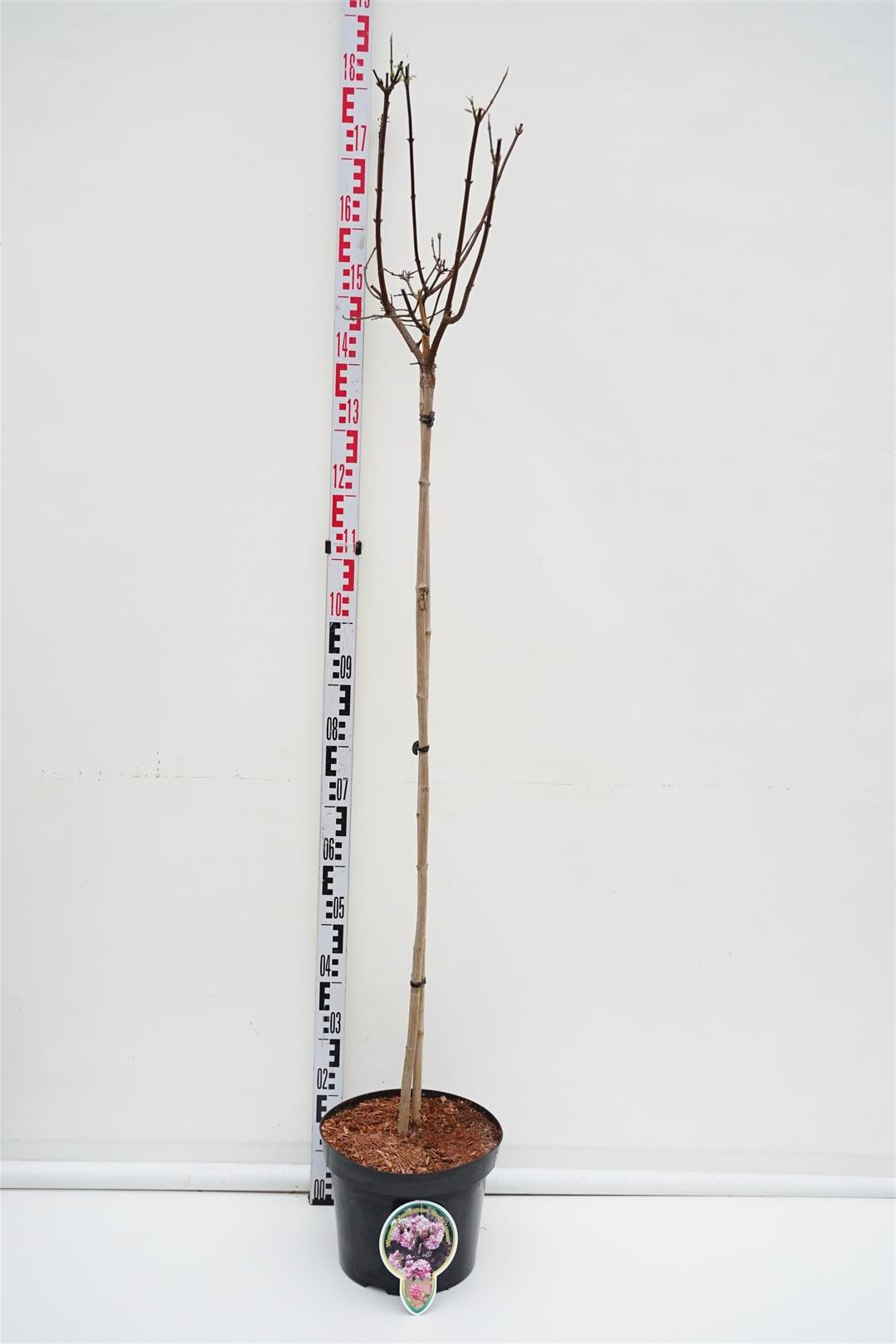 Viburnum bodnantense &