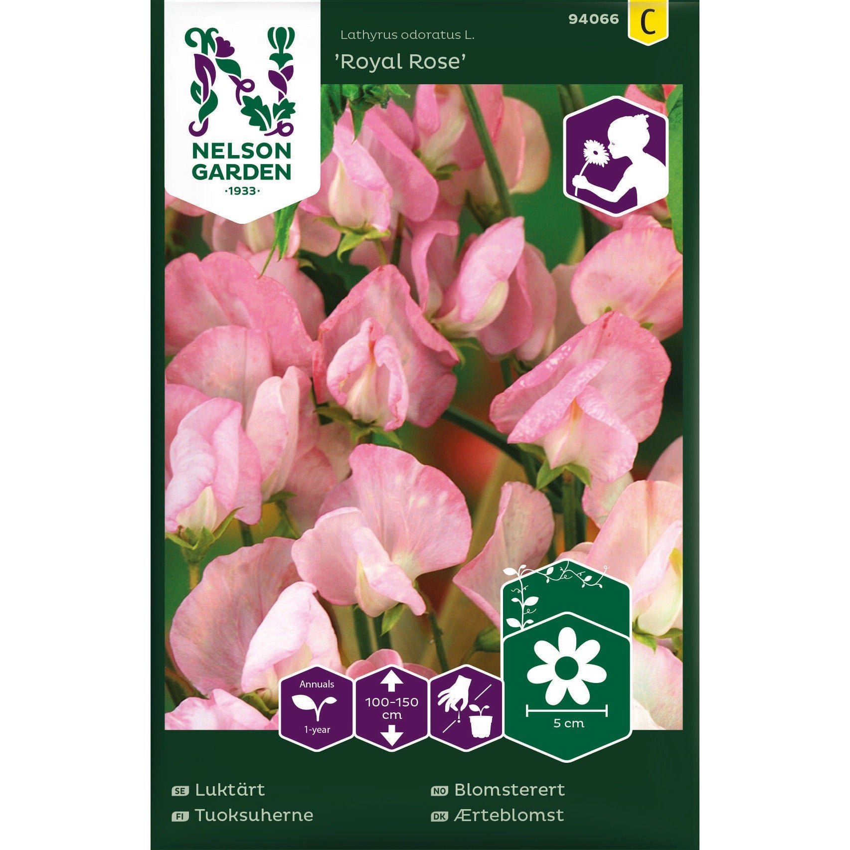 Luktärt, Royal Rose, rosa