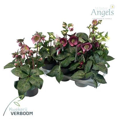 Helleborus &