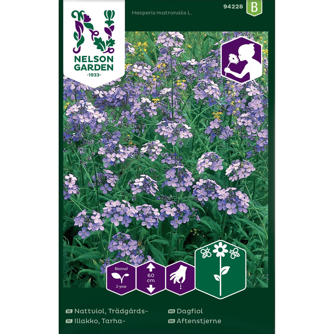 Nattviol Trädgårds- violett