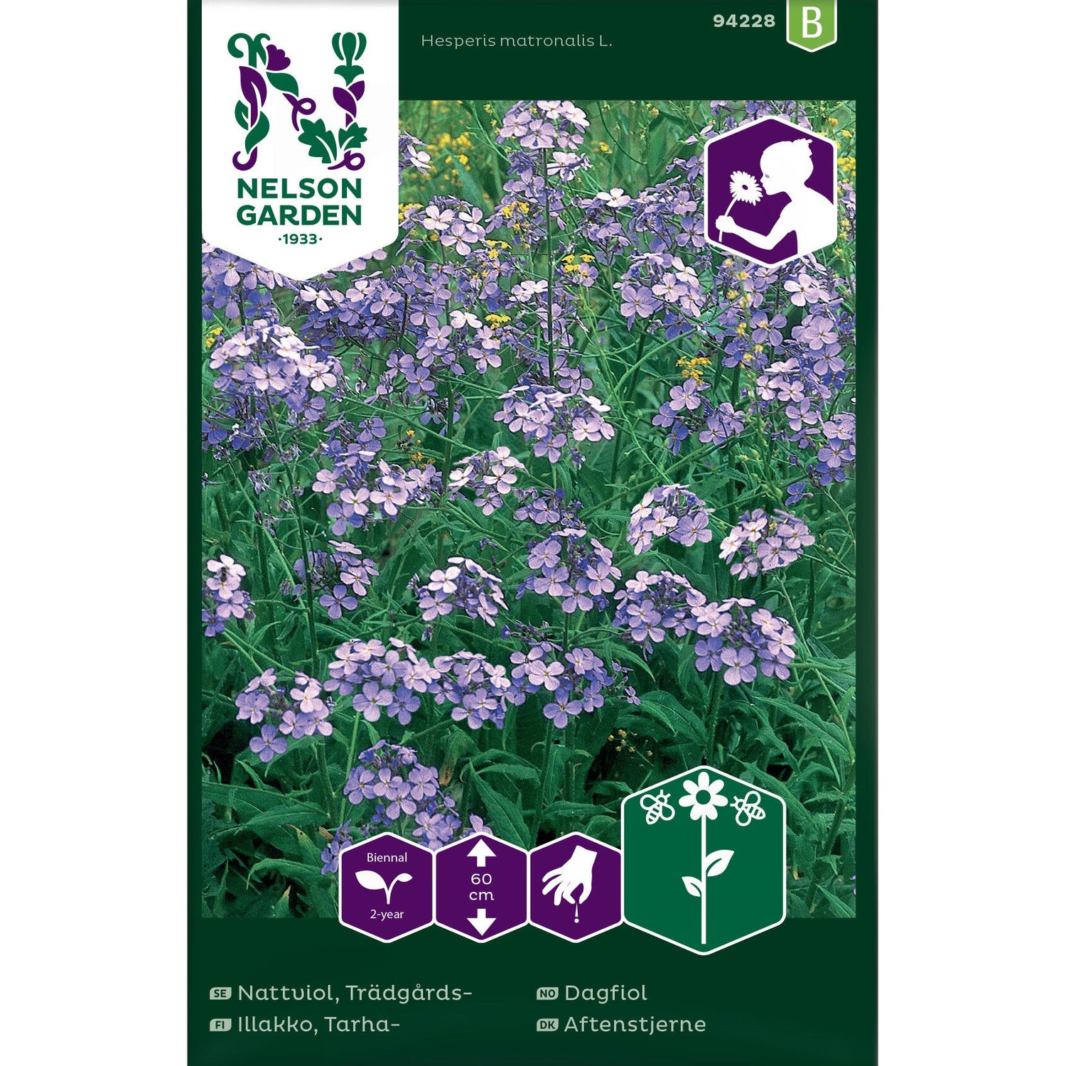 Nattviol Trädgårds- violett