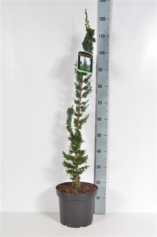 Ädelcypress l. &