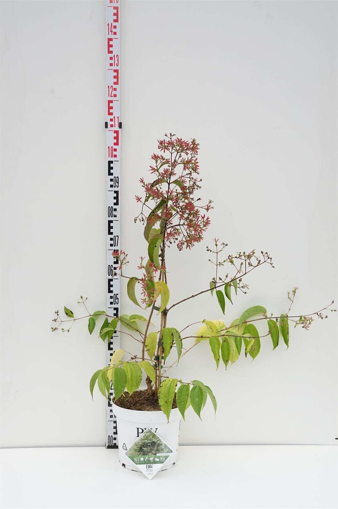Heptacodium miconioides Temple of Bloom® C35 (35 liters kruka) 150-175 cm