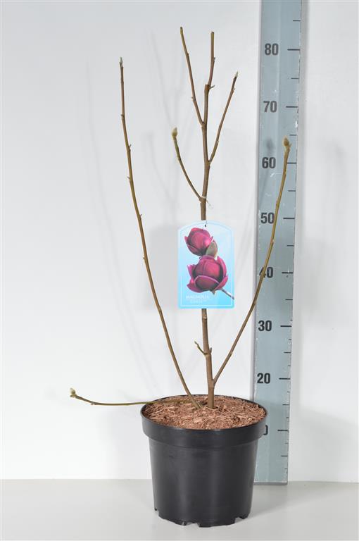 Magnolia &