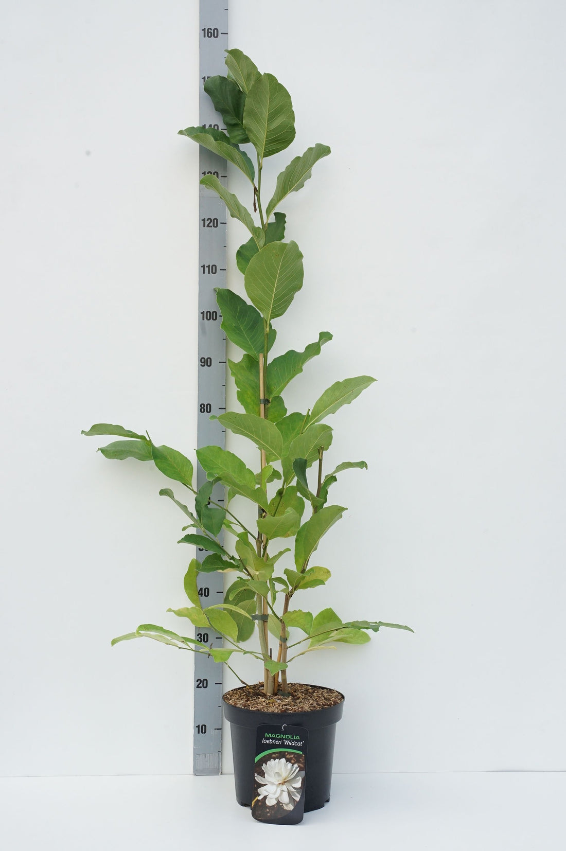 Magnolia loebneri &