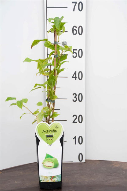 Actinidia arg. &