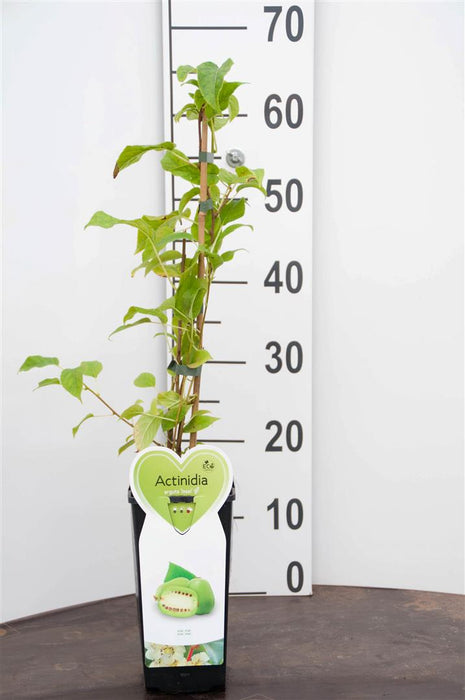 Actinidia arg. 'Issai' (fem+male)