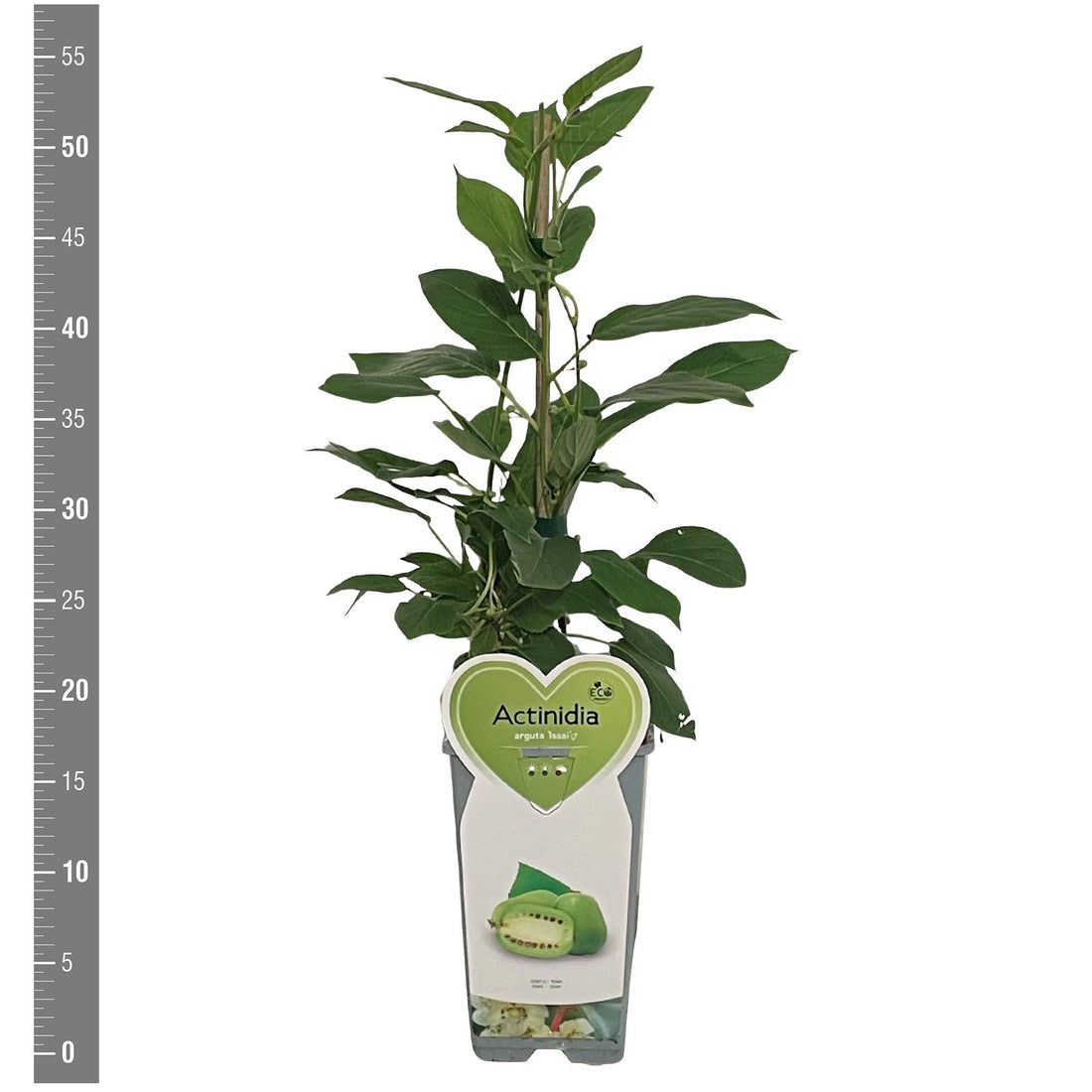 Minikiwi Actinidia arg. &