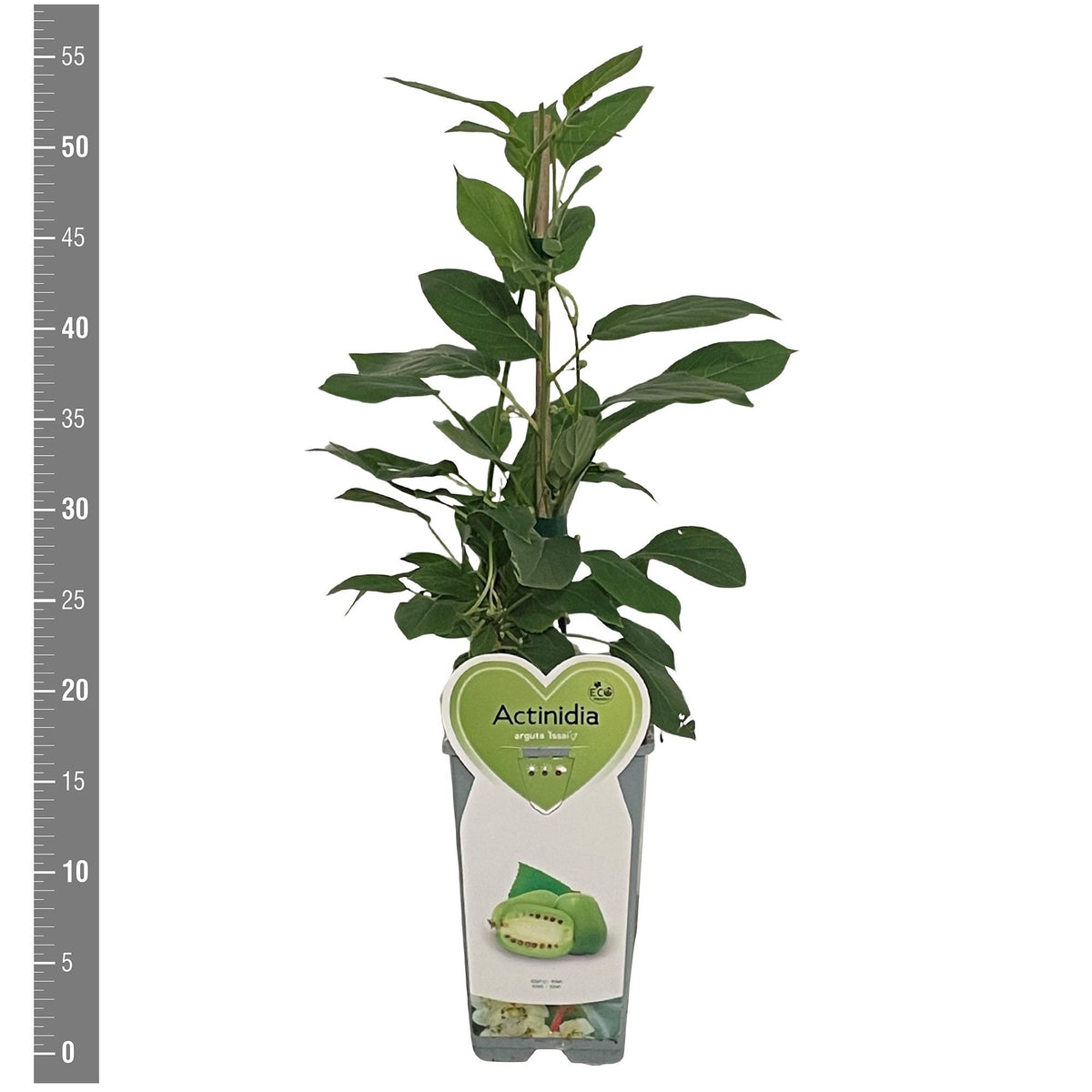 Minikiwi Actinidia arg. &