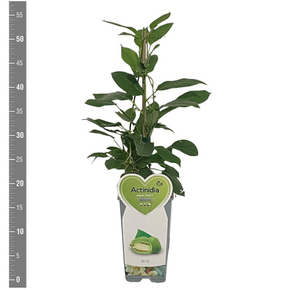 Minikiwi Actinidia arg. &