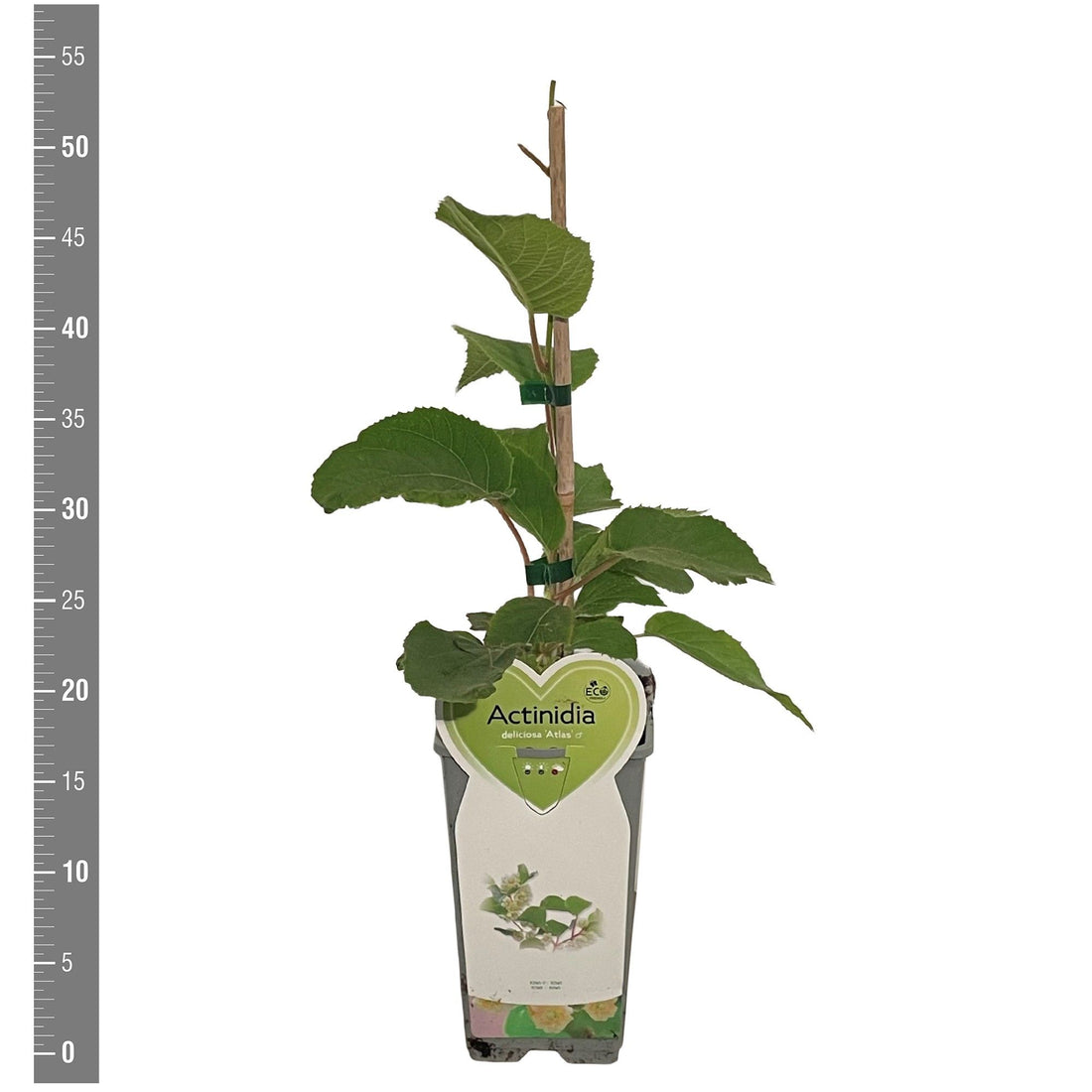 Actinidia delic. &