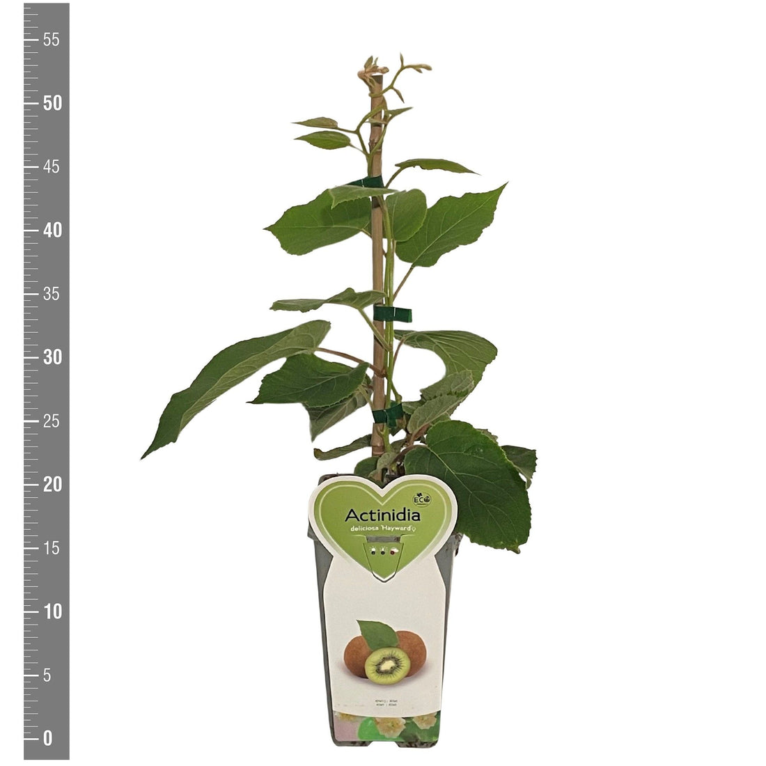 Actinidia delic. &