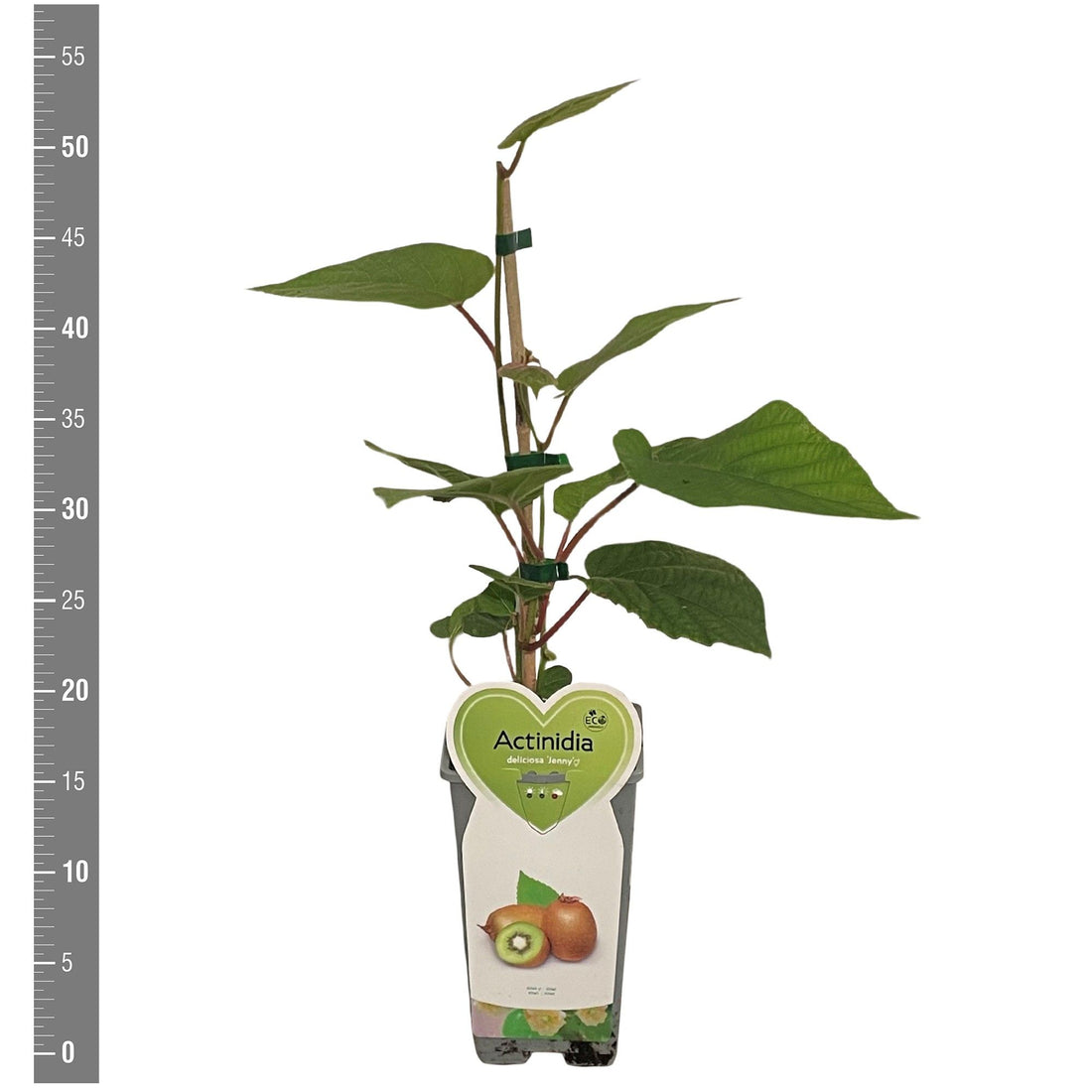 Actinidia delic. &