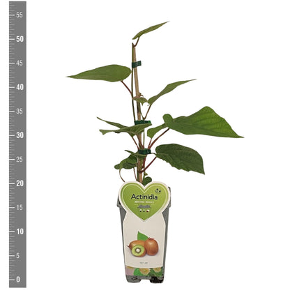 Actinidia delic. &