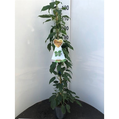 Actinidia i sorter C4 (4 liters kruka) 120 cm på käpp