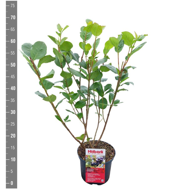 Aronia prun. &