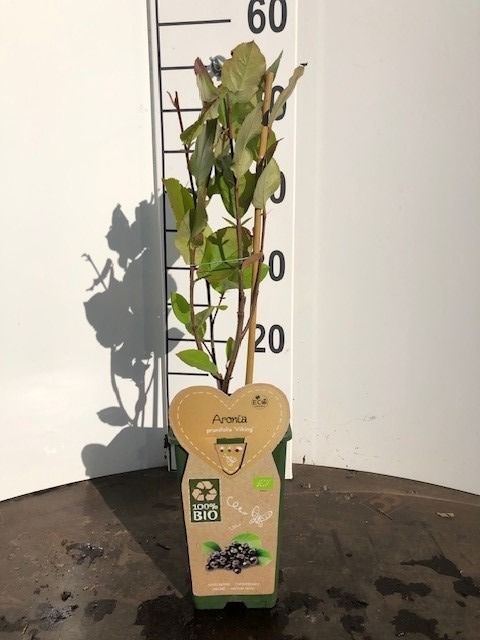Aronia prun. &
