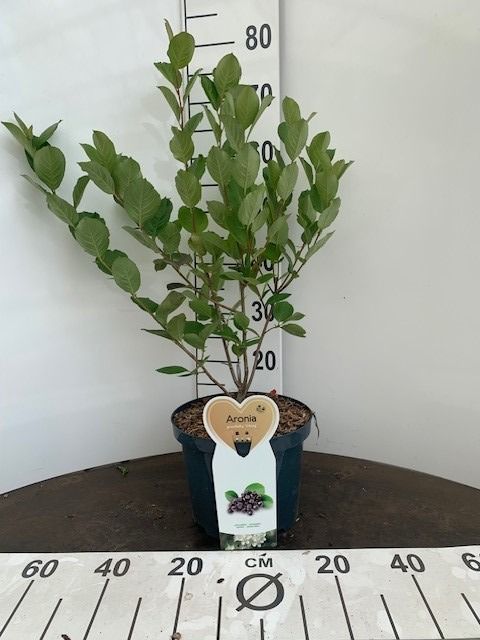 Aronia prun. &