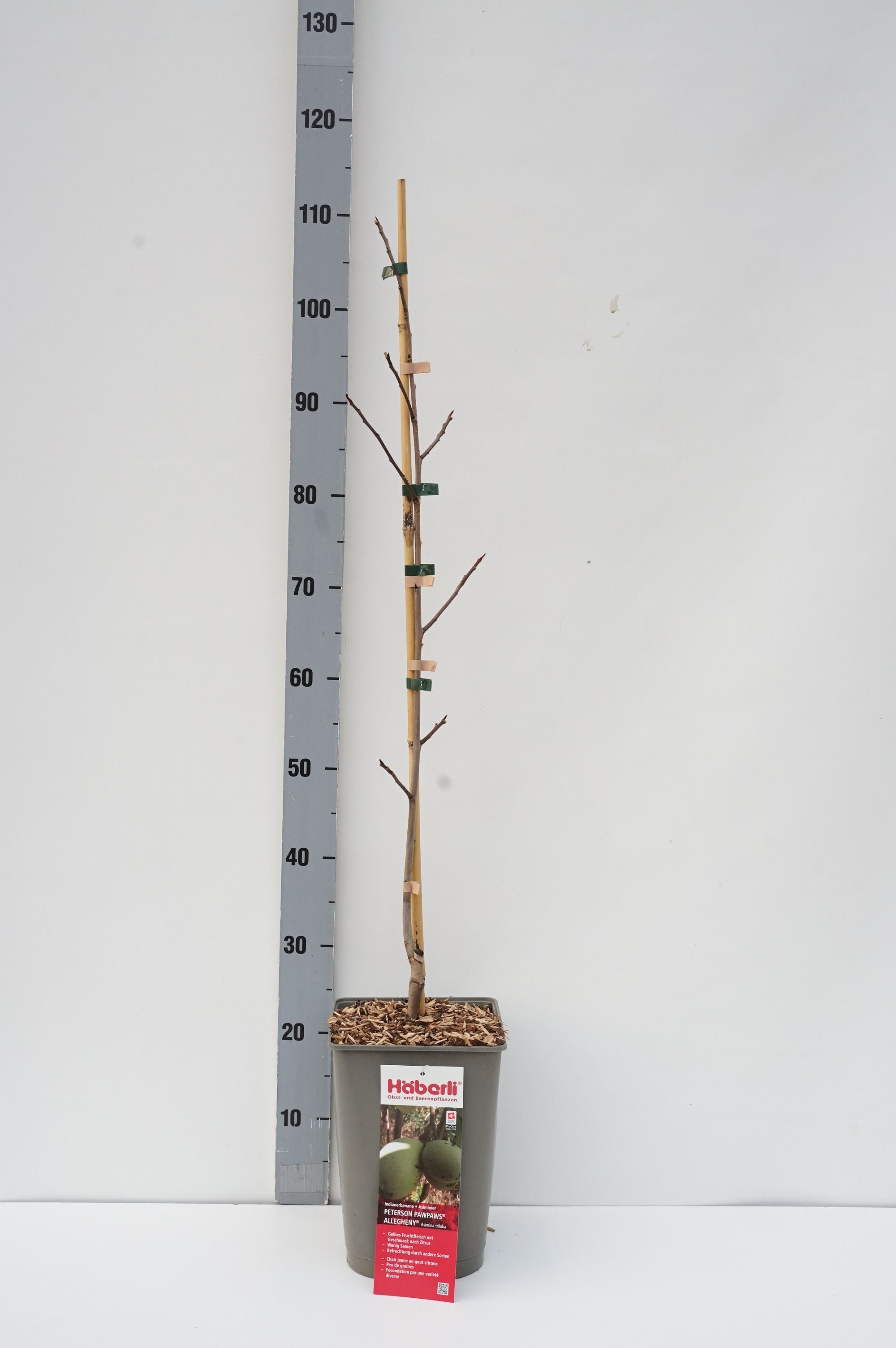 Asimina triloba &