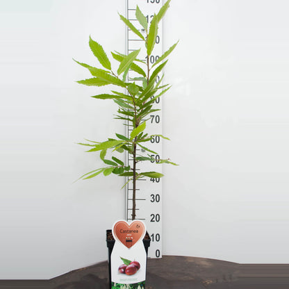 Castanea sativa (Äkta kastanj) C5 (5 liters kruka) / 23 cm kruka DECO