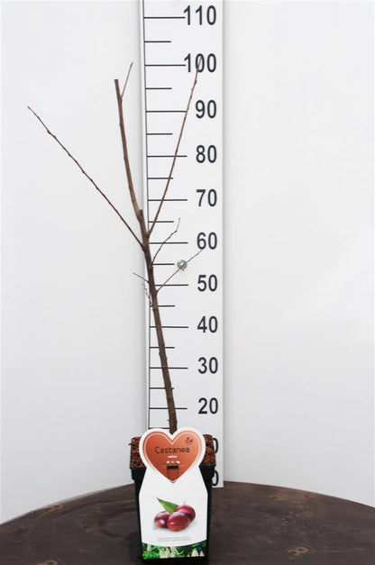 Castanea sativa - C5 (5 liters kruka) / 23 cm kruka, buskform