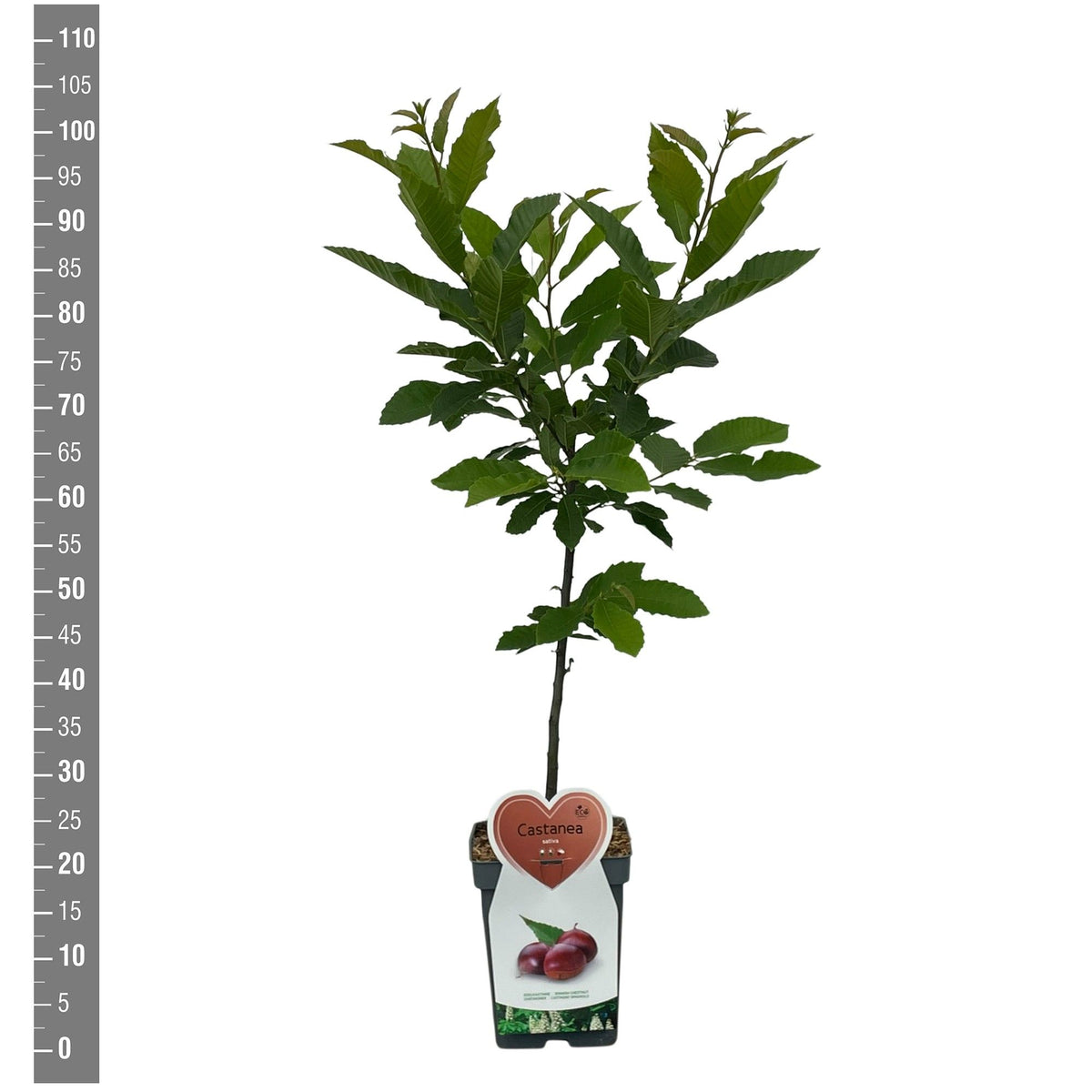 Castanea sativa (Äkta kastanj) buskform C5 (5 liters kruka) / 23 cm kruka