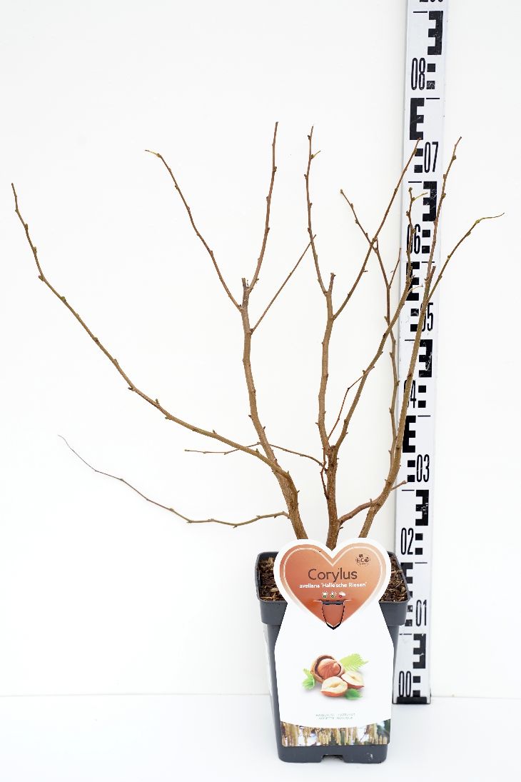 Corylus &