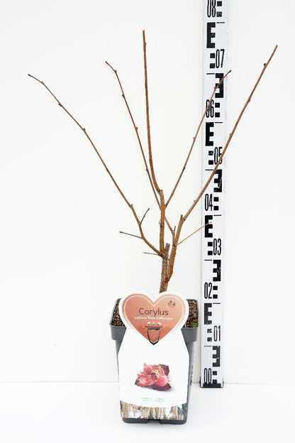 Corylus &