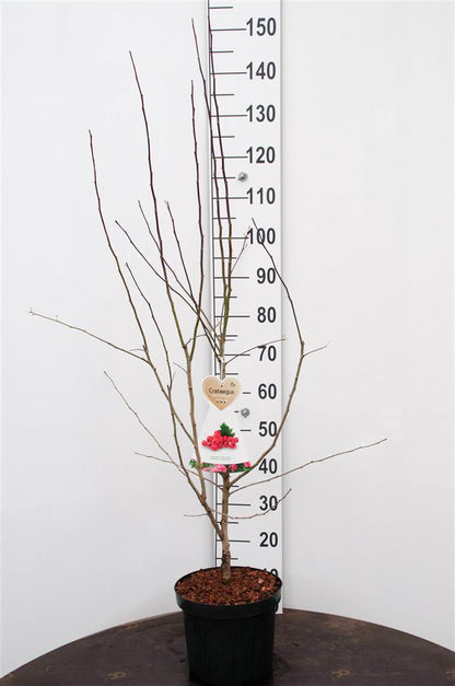Crataegus media &