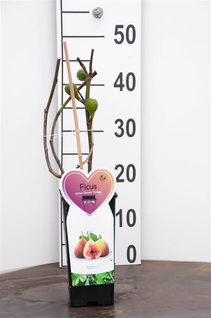 Ficus carica &