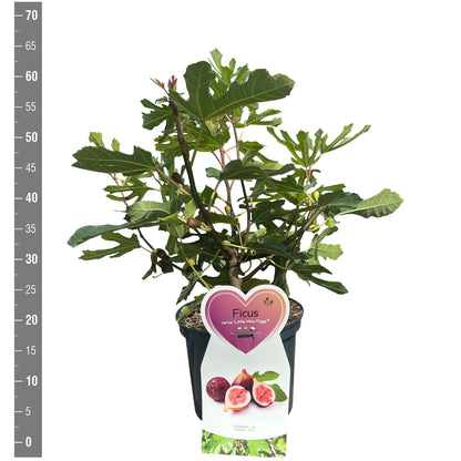 Ficus carica &