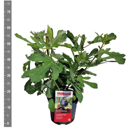 Ficus car. &
