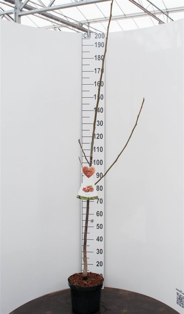 TW-2760002