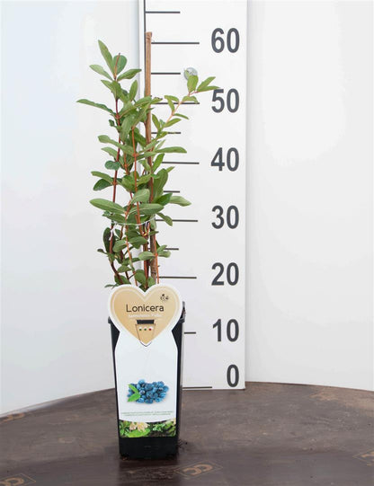 Lonicera kamt. &