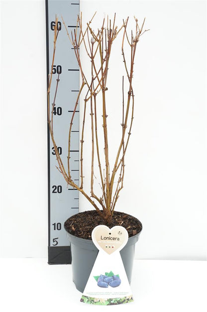 Lonicera k. &