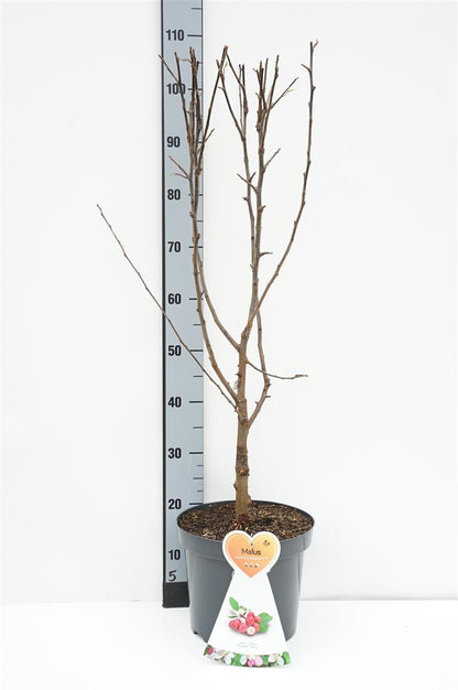 Malus trans. &