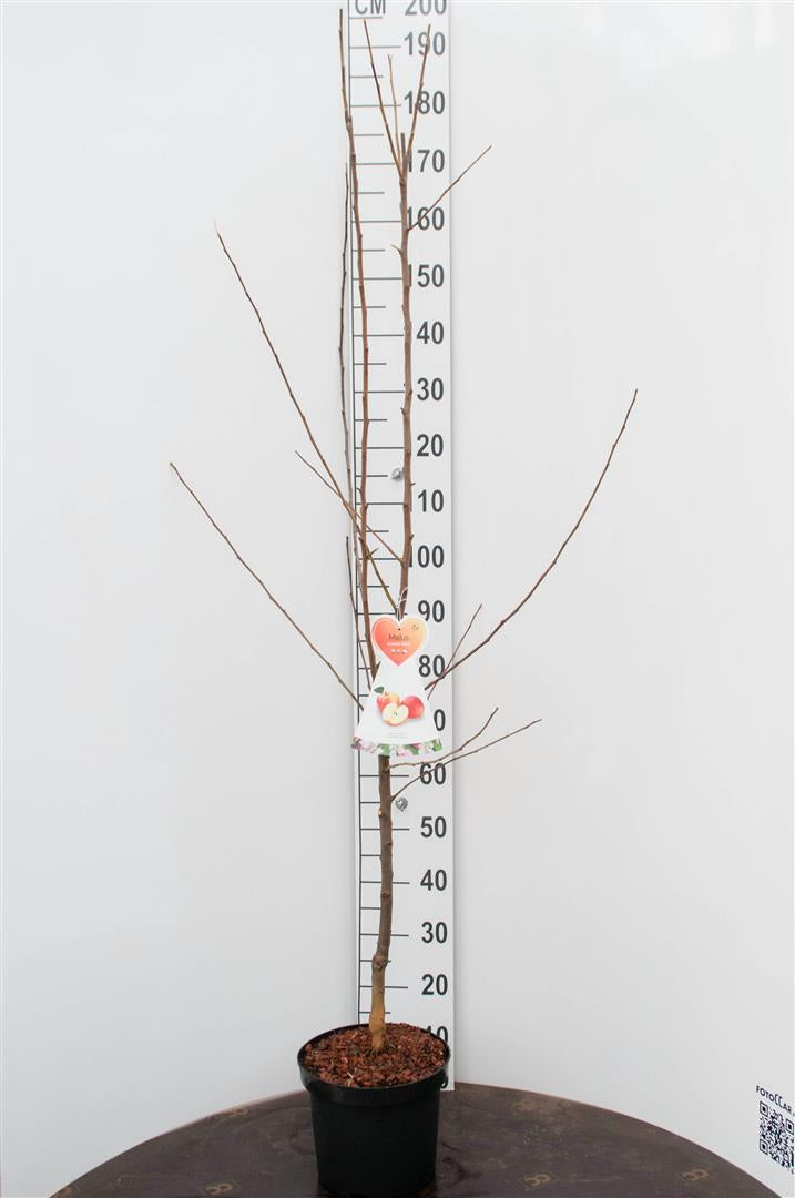 TW-2759841
