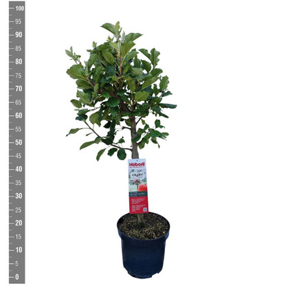 Malus d. &