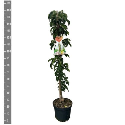 Malus domestica &