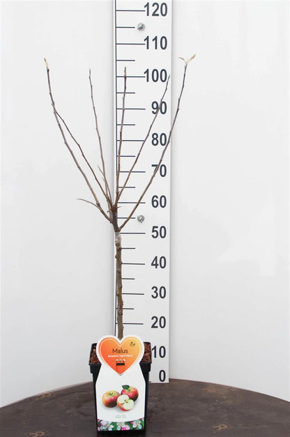 Malus domestica &