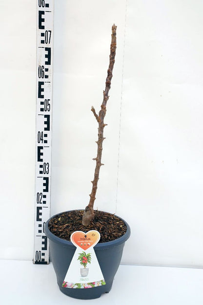 Malus d. &