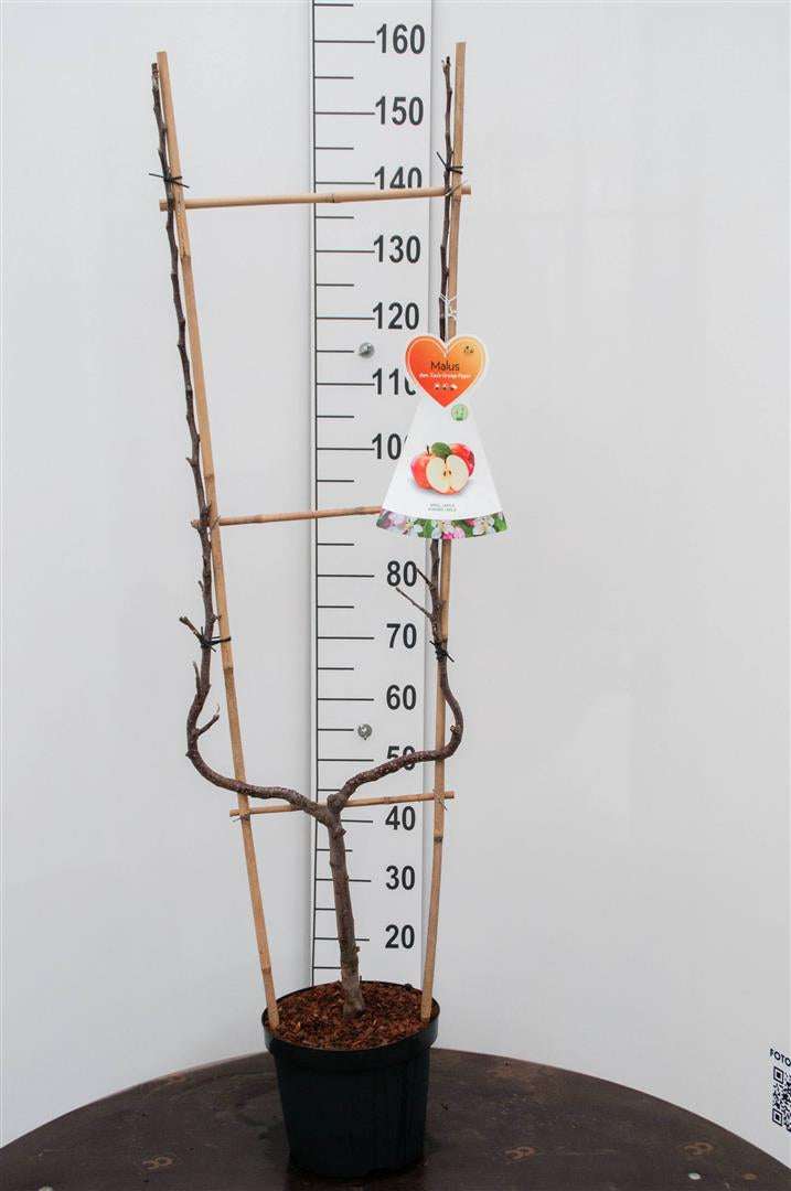 Malus d. &