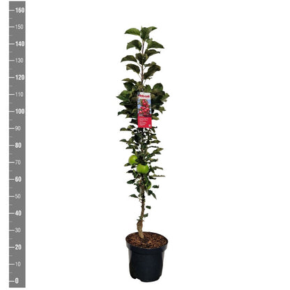 Malus d. &