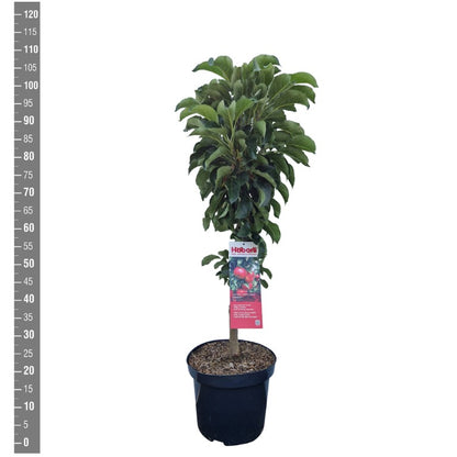 Malus d. &
