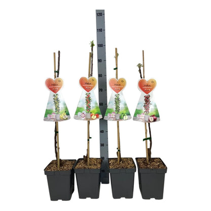 Malus domestica (olika sorter), pelarform - C5 (5 liters kruka) / 23 cm kruka