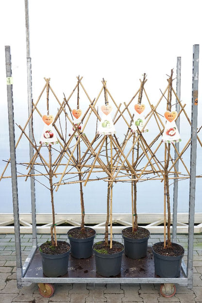 Malus d. in cultivars C7,5 (7,5 liters kruka) / 26 cm kruka Spaljé