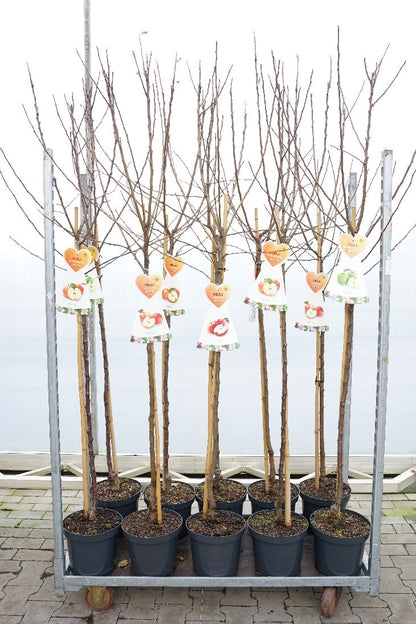 Malus domestica i olika sorter - 120 cm stam, C7,5 (7,5 liters kruka)